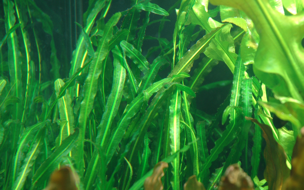 Aponogeton longiplumulosus