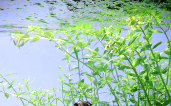 Micranthemum umbrosum