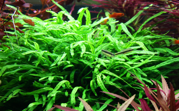 Microsorum pteropus "Trident"