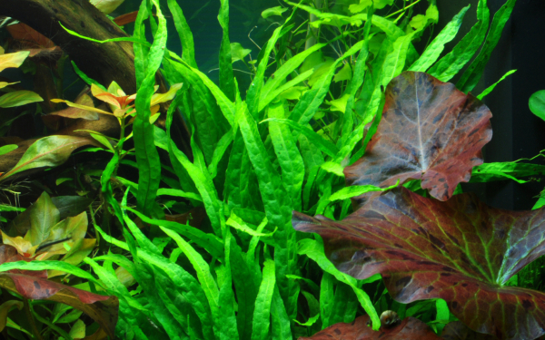 Microsorum pteropus "Narrow"