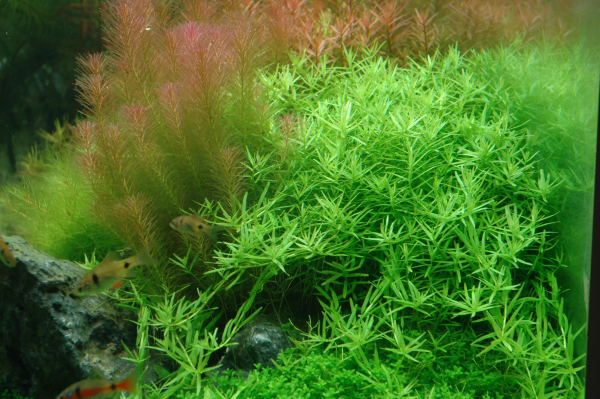 1-2-GROW Rotala rotundifolia "Green"