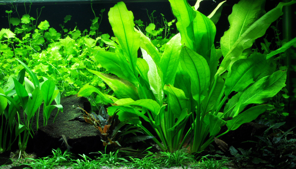 Echinodorus grisebachii "Bleherae" - Mutterpflanze