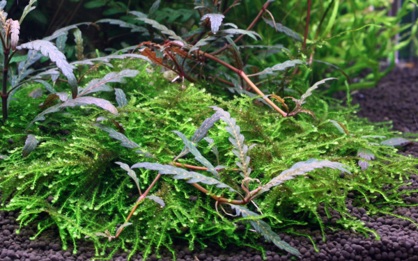Hygrophila pinnatifida + Moos auf Wurzel