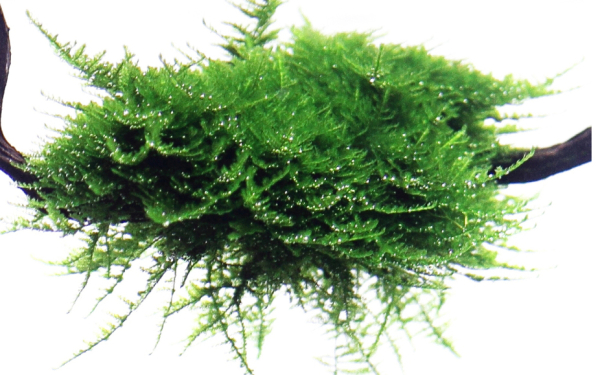 Vesicularia montagnei "Christmas" auf Holz