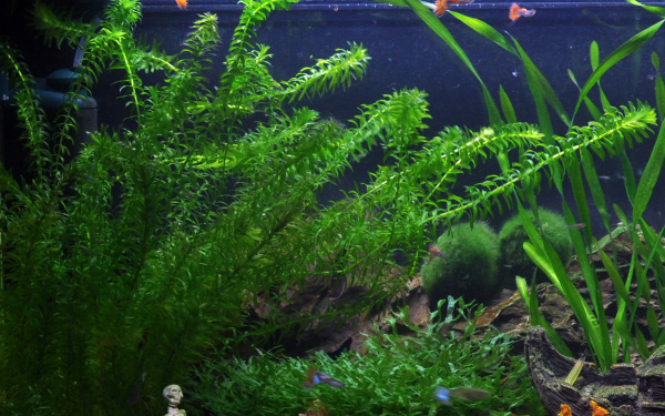 Egeria densa im Bund