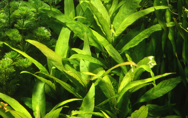Hygrophila corymbosa "Siamensis" - Mutterpflanze