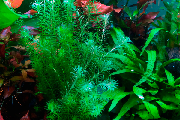 Mayaca fluviatilis im Bund