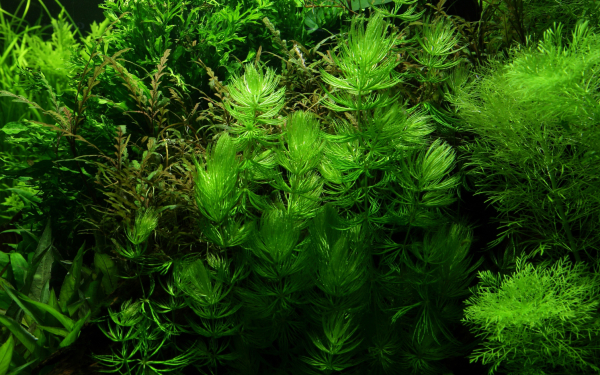 Ceratophyllum demersum "Foxtail"