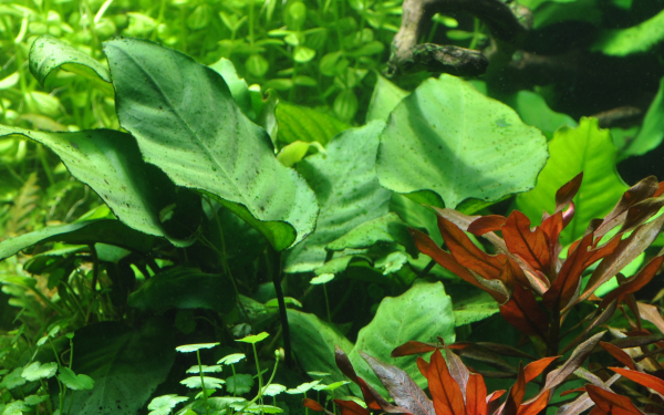 Anubias barteri auf Holz XL