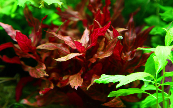 Alternanthera reineckii "Rosanervig"