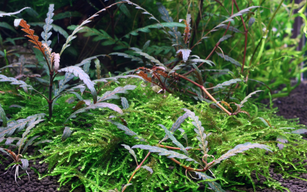 1-2-GROW Hygrophila pinnatifida