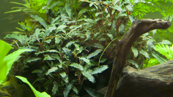 Bucephalandra sp. "Red"