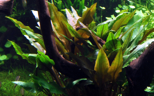 Cryptocoryne undulata ''broad leaves''