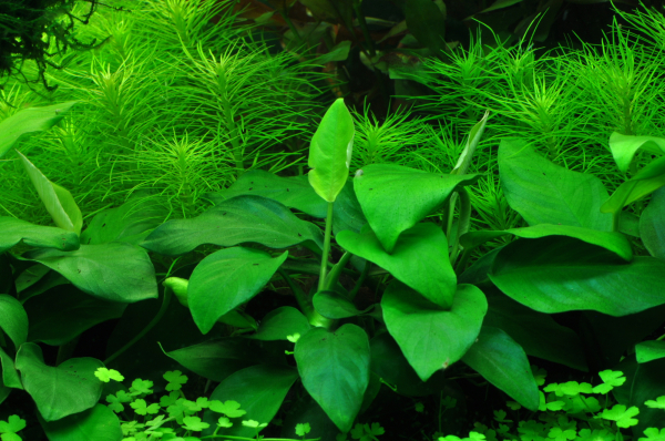 Anubias barteri var. nana