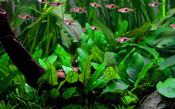 Cryptocoryne wendtii ''green''