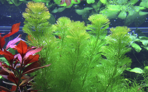Cabomba aquatica