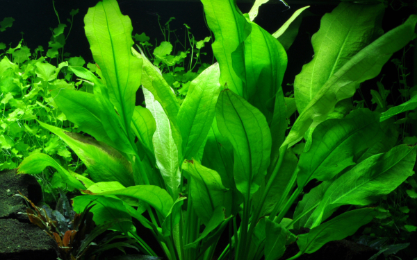 Echinodorus bleheri im Bund - 5 Stück
