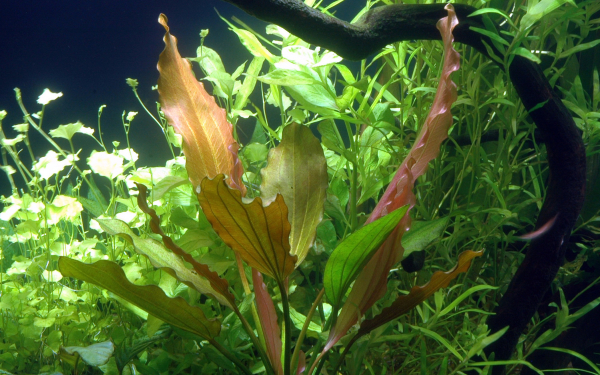 Echinodorus "Rosé"
