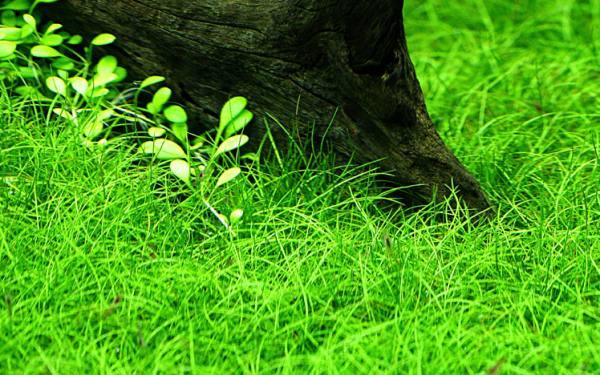 Eleocharis parvula - 10 Stück