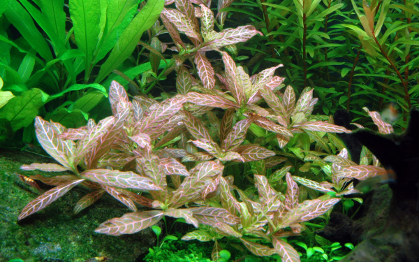 Hygrophila polysperma "Rosanervig"