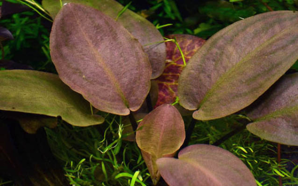 Lagenandra meeboldii "Red"