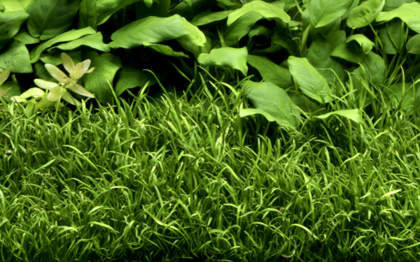 Lilaeopsis brasiliensis - 10 Stück