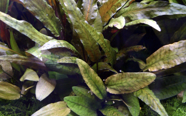 Cryptocoryne wendtii "Tropica" - Mutterpflanze
