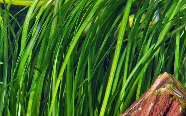 Vallisneria spiralis "Tiger"