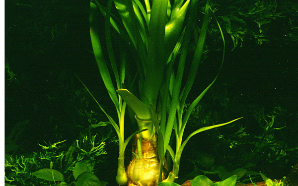 Crinum thaianum