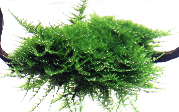 1-2-GROW Vesicularia montagnei 'Christmas Moss'