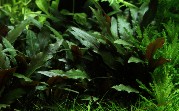 Cryptocoryne  beckettii "Petchii" auf Lavastein