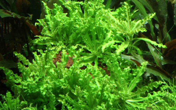 Pogostemon helferi auf Lavastein