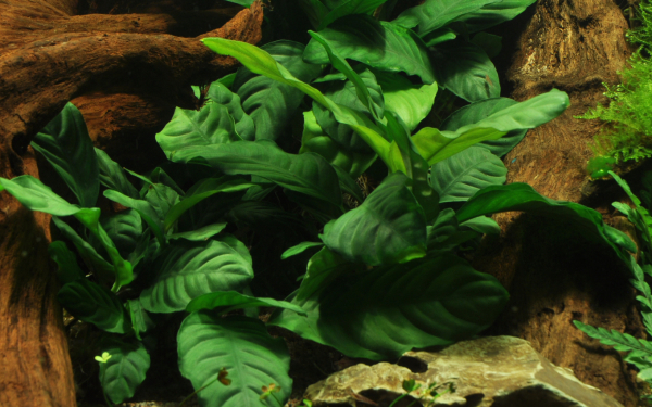 Anubias barteri "coffeefolia"
