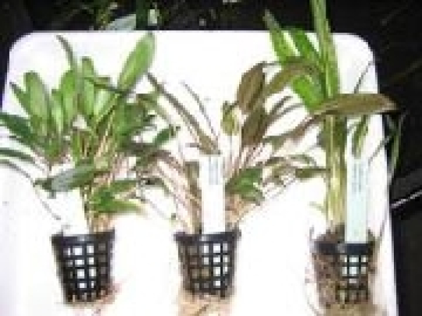 Cryptocoryne 3er Mix
