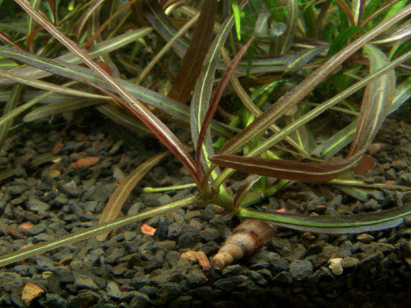 1-2-GROW Hygrophila lancea "Araguaia"
