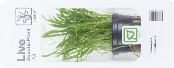 Lilaeopsis brasiliensis