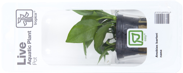 Anubias barteri var. nana