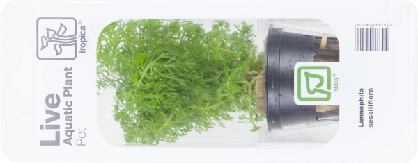 Limnophila sessiliflora