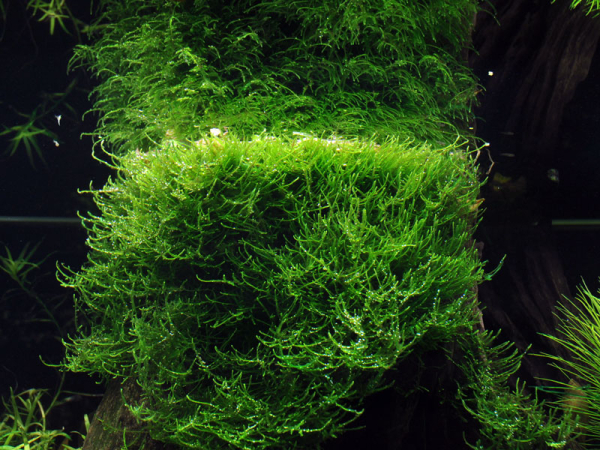 Taxiphyllum barbieri *Bogor Moss"