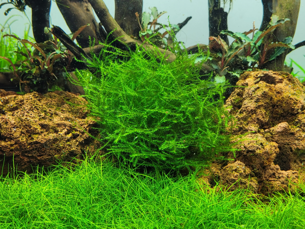 1-2-GROW Leptodictyum riparium