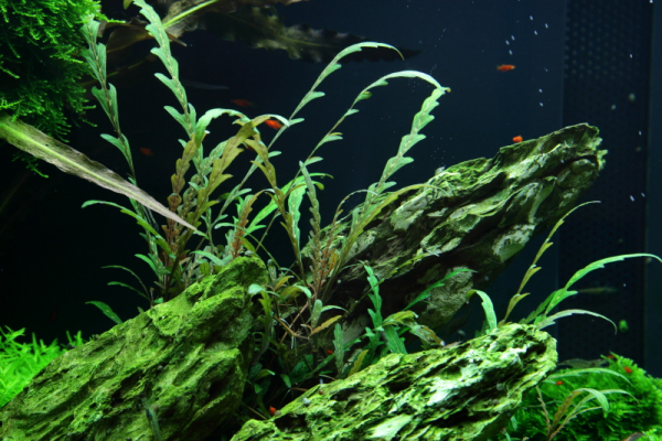 Hygrophila pinnatifida