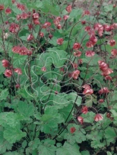 Geum rivale