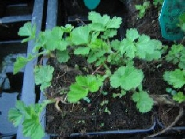 Geum rivale