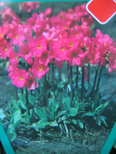 Primula rosea