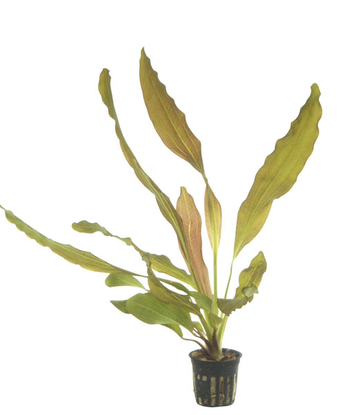 Echinodorus "Rubin" - Mutterpflanze