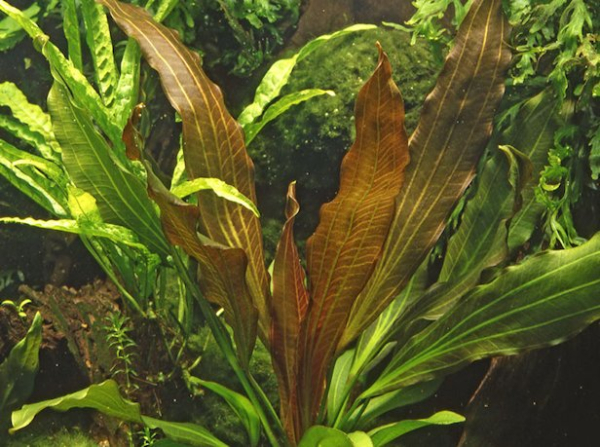 Echinodorus "Rubin" - Mutterpflanze