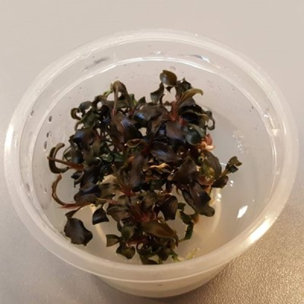 1-2-Grow Bucephalandra "Kedagang"