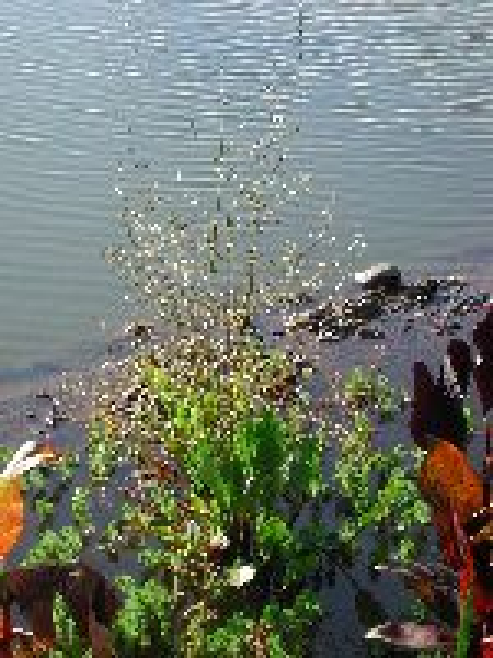 Alisma plantago aquatica