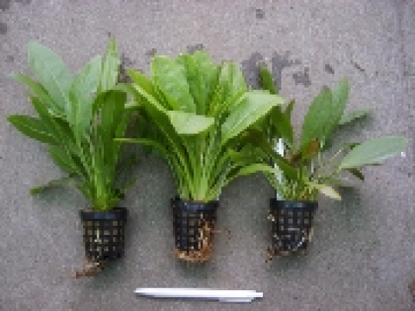 Echinodorus 3er Mix