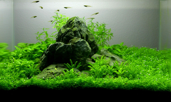 Layout 05 von Tropica